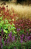 PERSICARIA AMPLEXICAULIS ‘ROSEA’, BISTORT