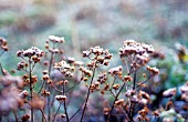 ORIGANUM VULGARE, MARJORAM, OREGANO