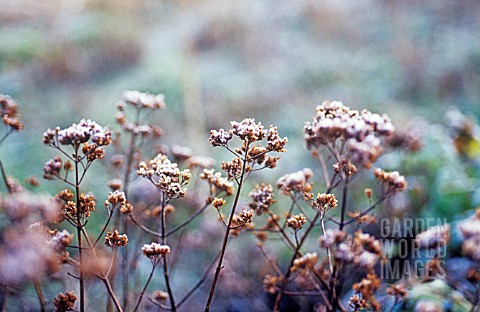 ORIGANUM_VULGARE_MARJORAM_OREGANO