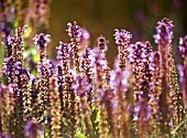 SALVIA NEMOROSA SUPERBA, SAGE