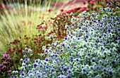 ERYNGIUM TRIPARTITUM, SEA HOLLY