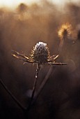 ERYNGIUM TRIPARTITUM, SEA HOLLY