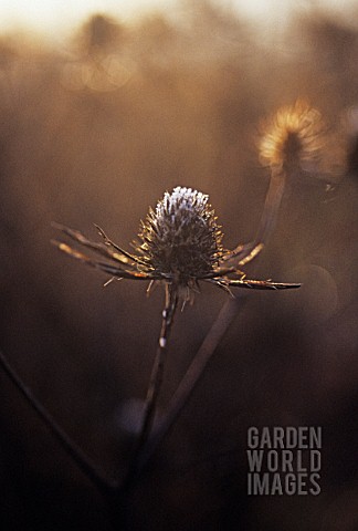 ERYNGIUM_TRIPARTITUM_SEA_HOLLY