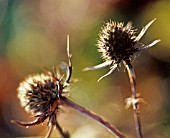 ERYNGIUM TRIPARTITUM, SEA HOLLY