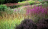 LYTHRUM SALICARIA, PURPLE LOOSESTRIFE