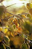 BETULA PENDULA, BIRCH - WEEPING BIRCH