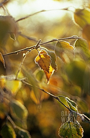 BETULA_PENDULA_BIRCH__WEEPING_BIRCH