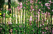 EQUISETUM FLUVIATILE, HORSETAIL - WATER HORSETAIL