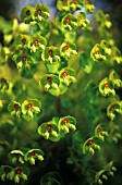 EUPHORBIA MARTINII, EUPHORBIA, SPURGE