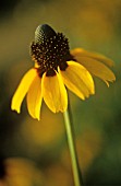 RUDBECKIA NITIDA, CONEFLOWER, BLACK-EYED SUSAN