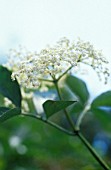 SAMBUCUS NIGRA, ELDER