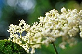 SAMBUCUS NIGRA, ELDER