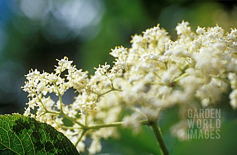 SAMBUCUS_NIGRA_ELDER