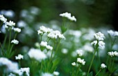 ASPERULA TINCTORIA, WOODRUFF - DYERS WOODRUFF