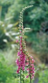 DIGITALIS PURPUREA, FOXGLOVE