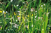 LYCHNIS FLOS-CUCULI, RAGGED ROBIN