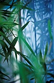 PHYLLOSTACHYS, BAMBOO