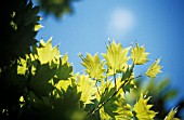 ACER JAPONICUM VITIFOLIUM, JAPANESE MAPLE