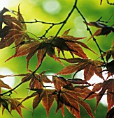 ACER PALMATUM, JAPANESE MAPLE