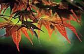 ACER PALMATUM, JAPANESE MAPLE