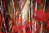 CORNUS ALBA SIBIRICA, DOGWOOD