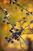 PRUNUS SPINOSA, SLOE