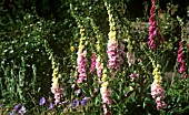 DIGITALIS PURPUREA, FOXGLOVE