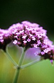 VERBENA BONARIENSIS, VERBENA, BRAZILIAN VERBENA