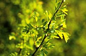 CRATAEGUS MONOGYNA, HAWTHORN