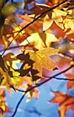 LIQUIDAMBAR STYRACIFLUA, SWEET GUM