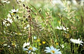 LEUCANTHEMUM VULGARE, DAISY - OX-EYE DAISY