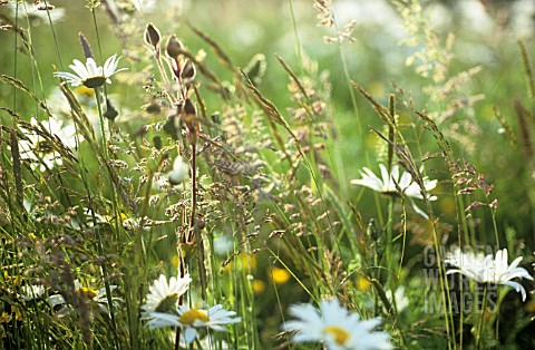 LEUCANTHEMUM_VULGARE_DAISY__OXEYE_DAISY