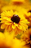 RUDBECKIA HIRTA INDIAN SUMMER, CONEFLOWER, BLACK-EYED SUSAN