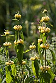 PHLOMIS RUSSELIANA, JERUSALEM SAGE