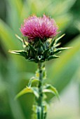 SILYBUM MARIANUM, MILK THISTLE, BLESSED MARY THISTLE