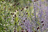 PEROVSKIA ‘BLUE SPIRE’, RUSSIAN SAGE