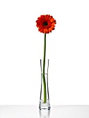 GERBERA, GERBERA