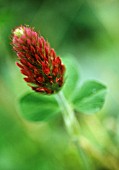 TRIFOLIUM INCARNATUM, CLOVER - ITALIAN CLOVER