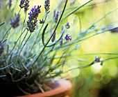 LAVANDULA OFFICINALIS, LAVENDER