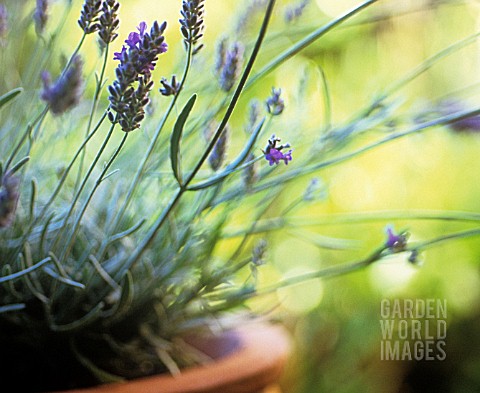 LAVANDULA_OFFICINALIS_LAVENDER