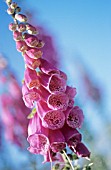 DIGITALIS PURPUREA, FOXGLOVE