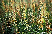 DIGITALIS FERRUGINEA, FOXGLOVE