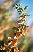 DIGITALIS FERRUGINEA, FOXGLOVE