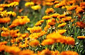 CALENDULA OFFICINALIS, MARIGOLD