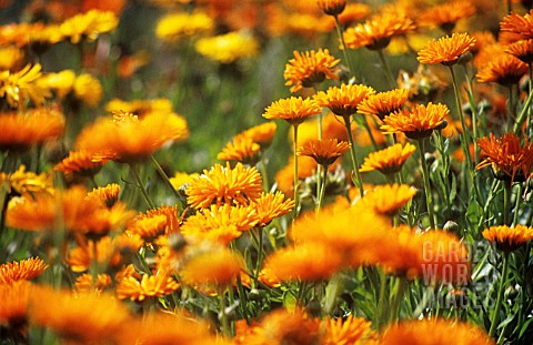 CALENDULA_OFFICINALIS_MARIGOLD