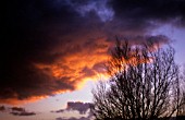 BARE BRANCHES WITH WINTERY SKY