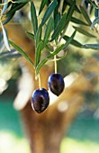 OLEA EUROPEA, OLIVE