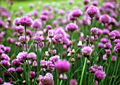 ALLIUM SCHOENOPRASUM, CHIVE