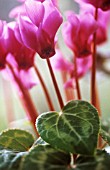 CYCLAMEN, CYCLAMEN