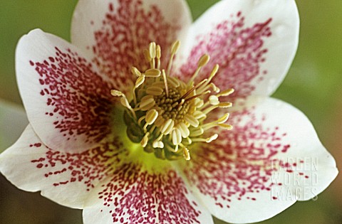 HELLEBORUS_ASHWOOD_HYBRID_HELLEBORE